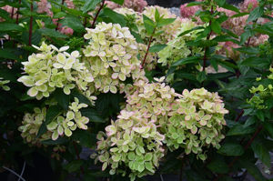 Obraz Hydrangea